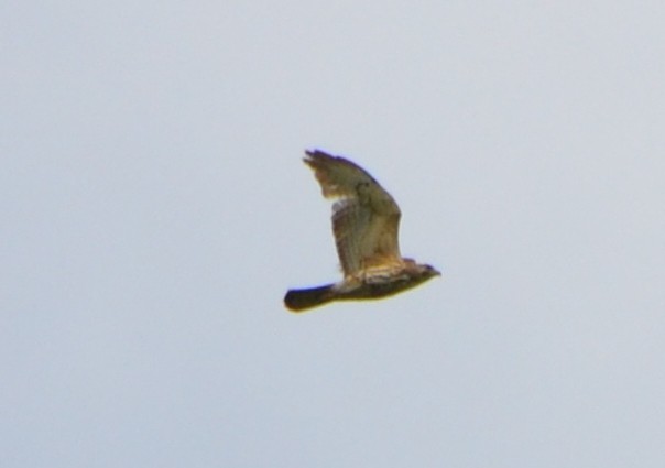 Broad-winged Hawk - ML341589651