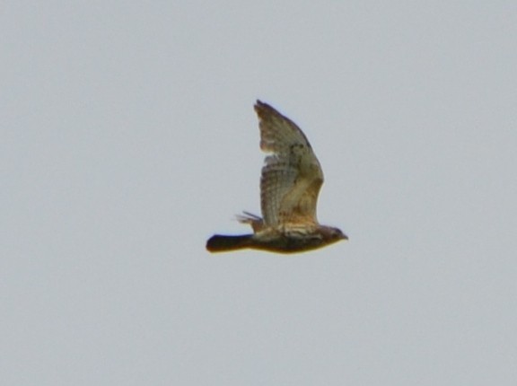 Broad-winged Hawk - ML341589661