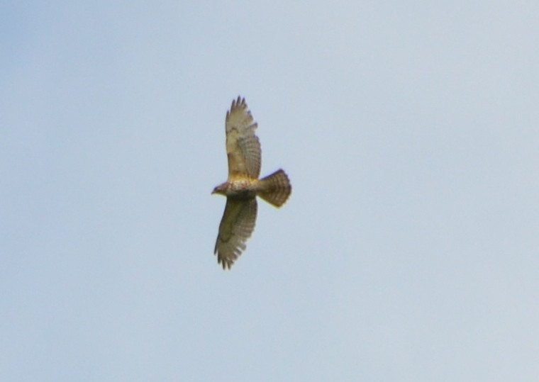 Broad-winged Hawk - ML341589671