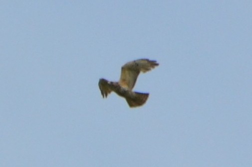 Broad-winged Hawk - ML341589721