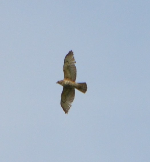 Broad-winged Hawk - ML341589731