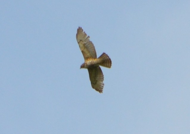 Broad-winged Hawk - ML341589741