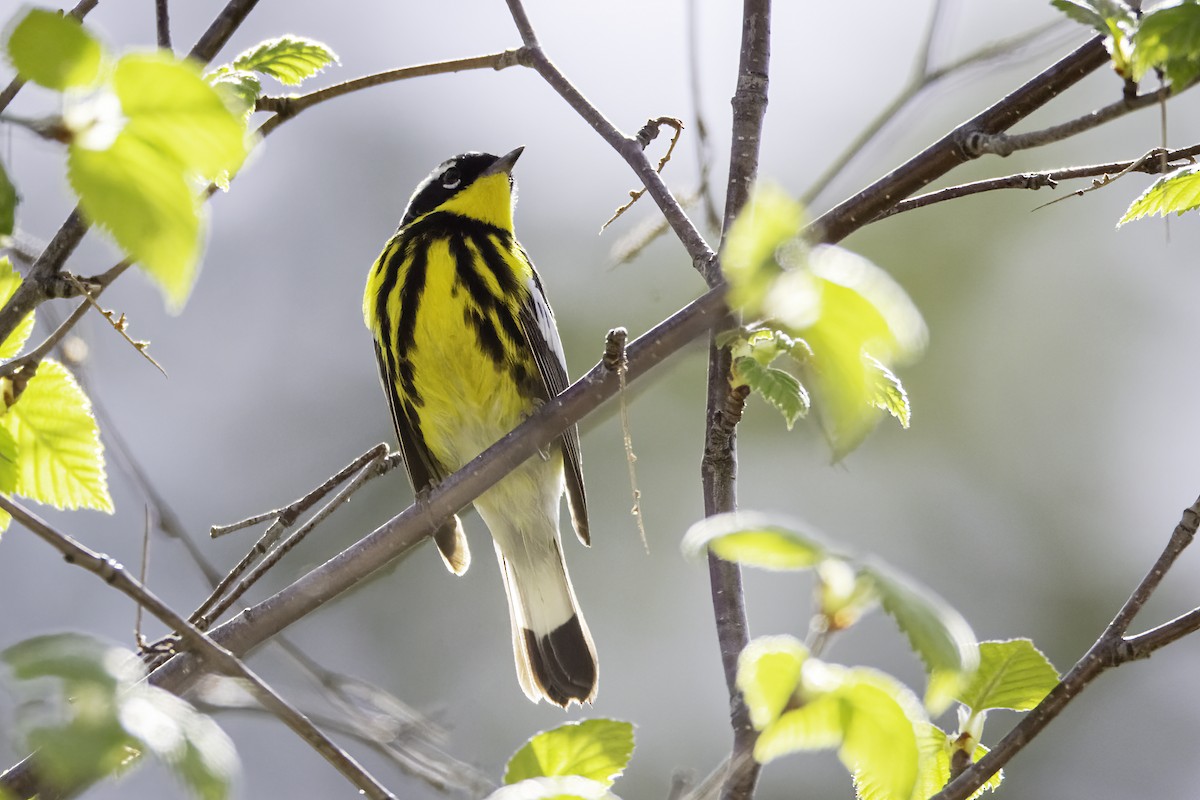 Magnolia Warbler - ML341590121