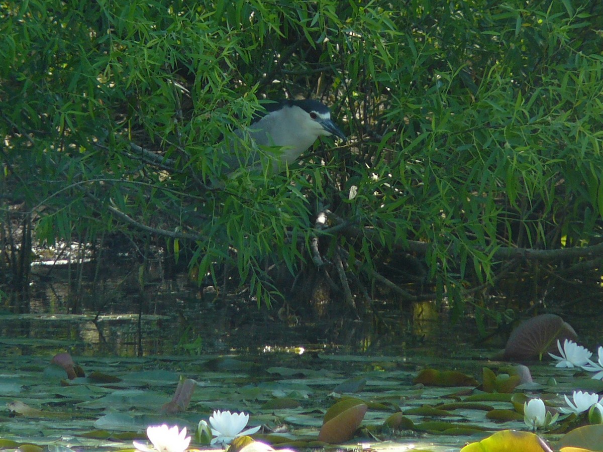 Maryland-DC Breeding Bird Atlas Checklist - 23 May 2021 - Patterson ...