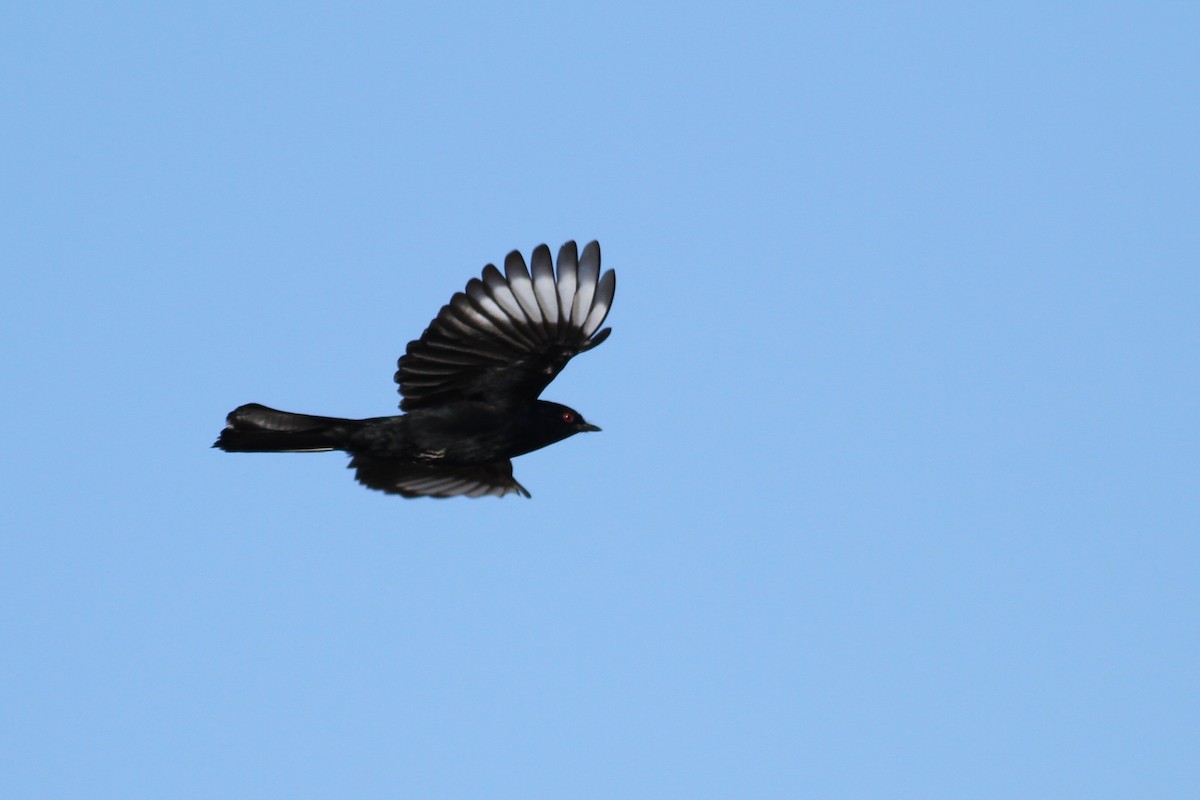 Phainopepla - Ryan Terrill