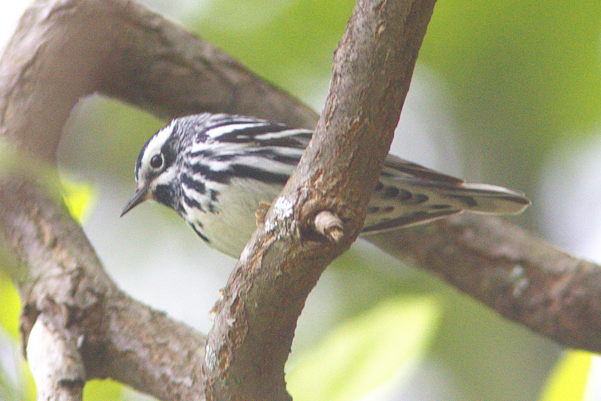 Black-and-white Warbler - ML341591461