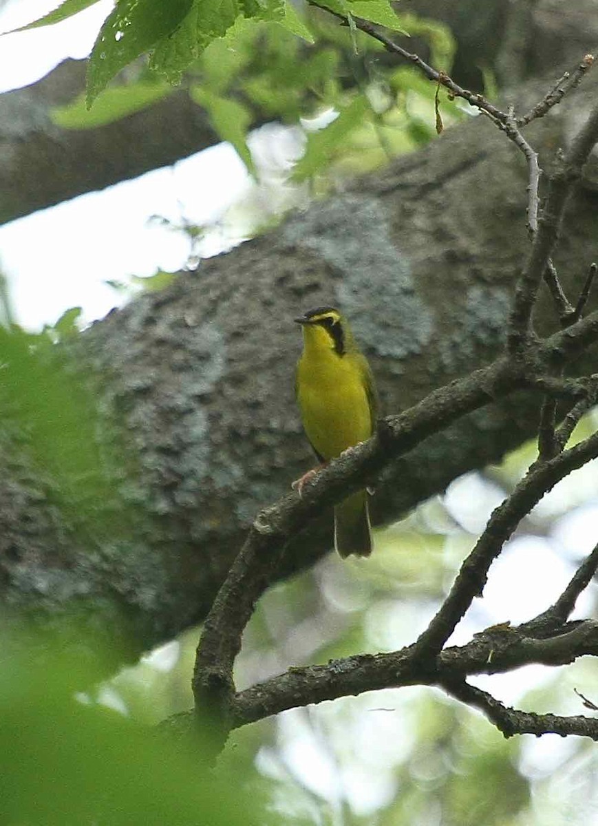 Kentucky Warbler - ML341591721