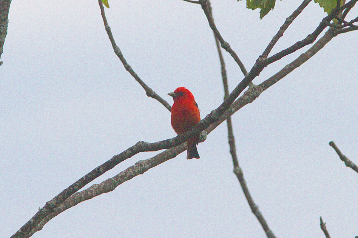 Scarlet Tanager - ML341591961