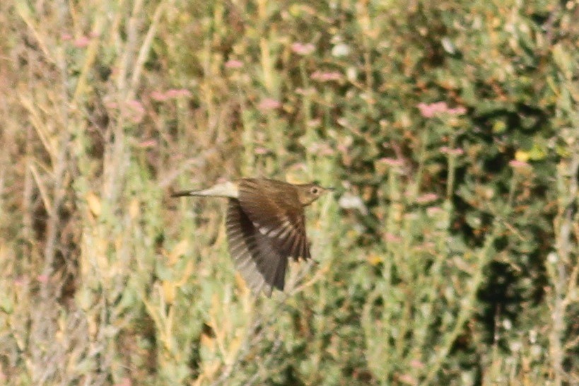 Swainson's Thrush - Ryan Terrill