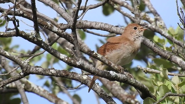 Common Nightingale - ML341592411