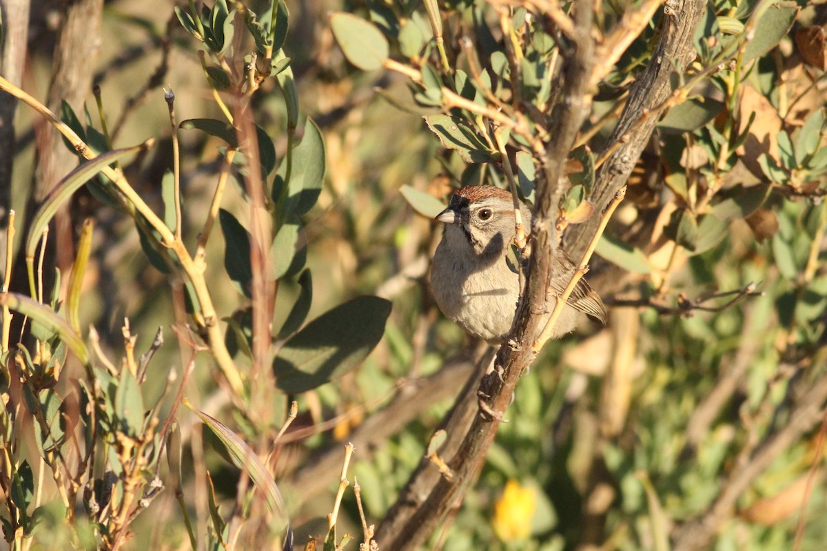 Rufous-crowned Sparrow - ML341592571