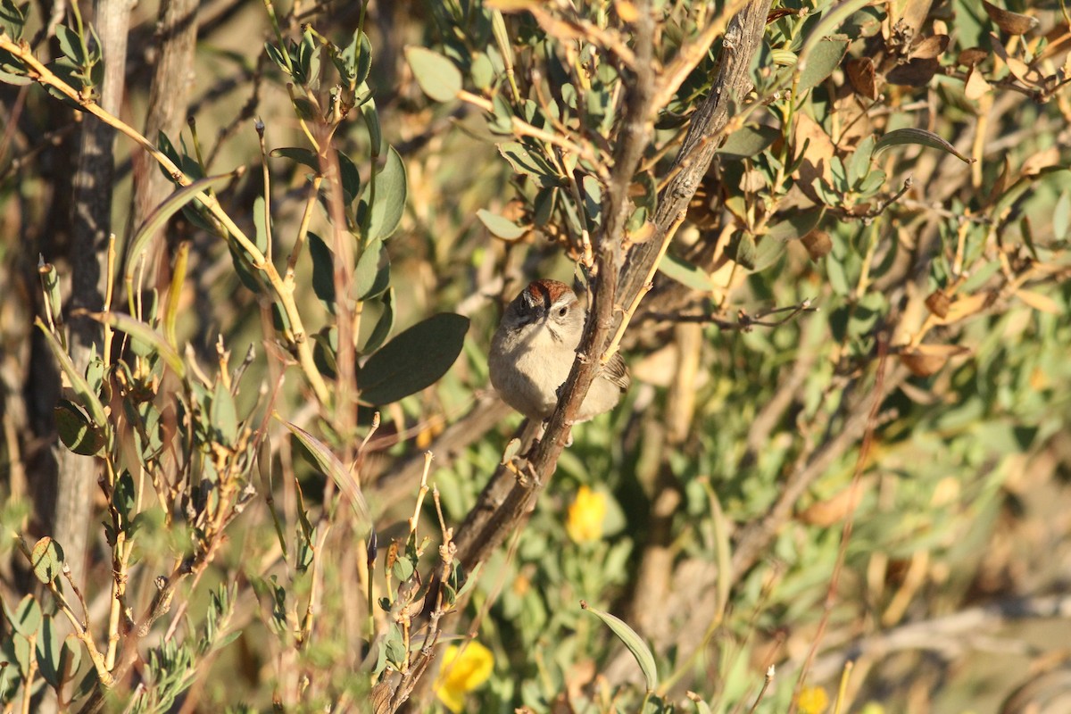 Rufous-crowned Sparrow - ML341592601