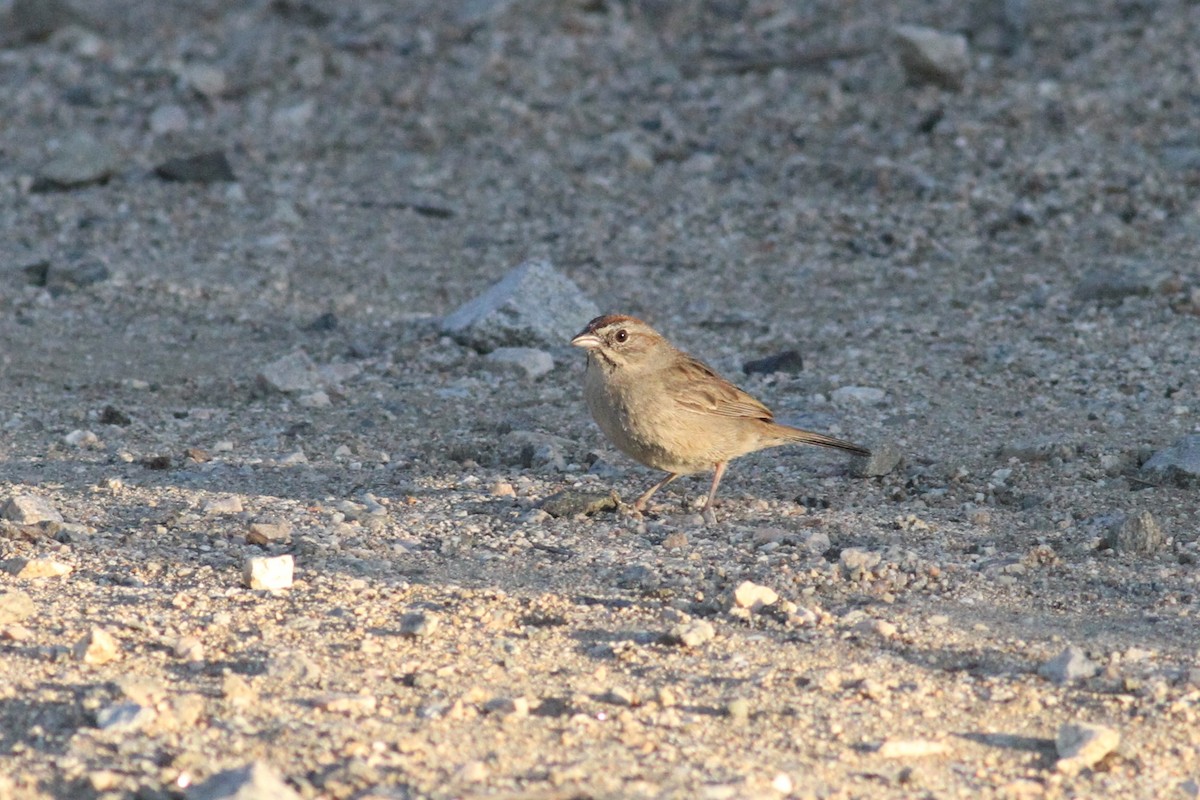 Rufous-crowned Sparrow - ML341593161