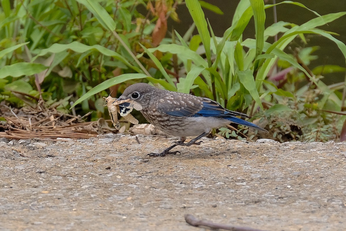 Eastern Bluebird - ML341593481