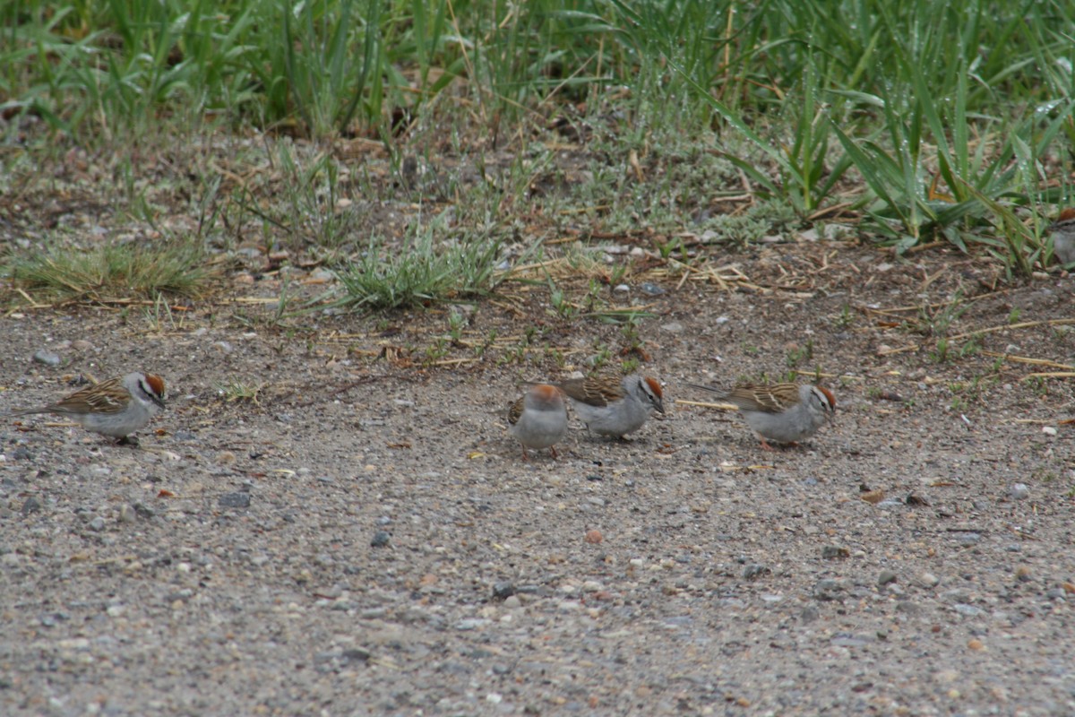 Chipping Sparrow - ML341593501