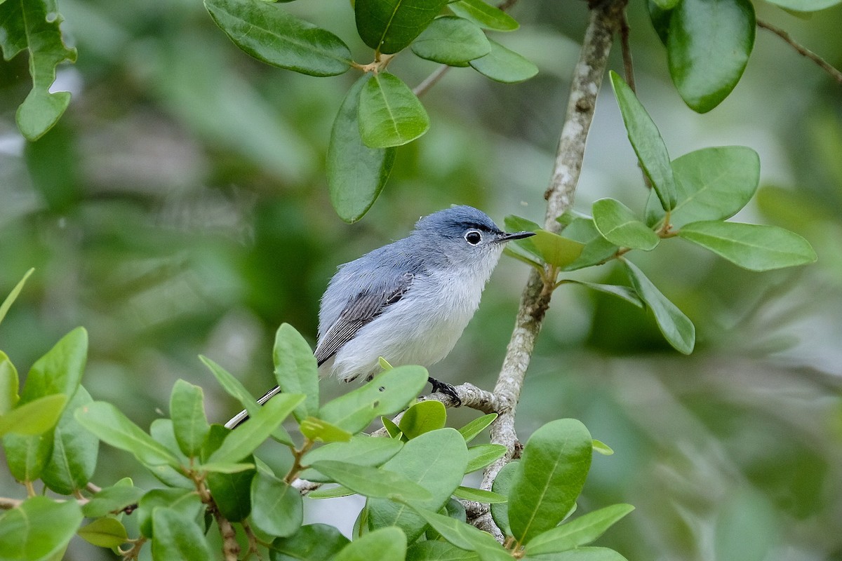 Blue-gray Gnatcatcher - ML341593541