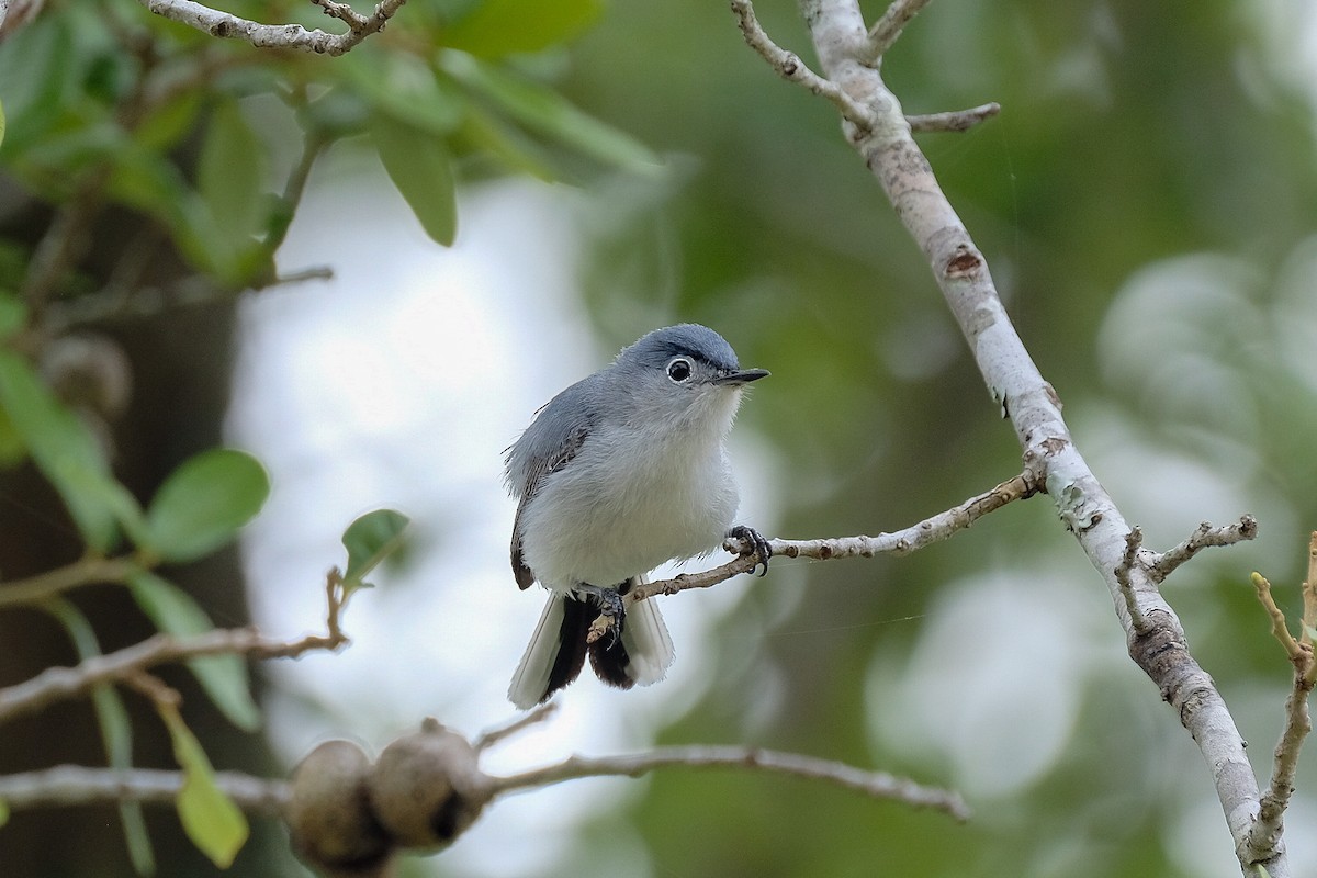 Blue-gray Gnatcatcher - ML341593551