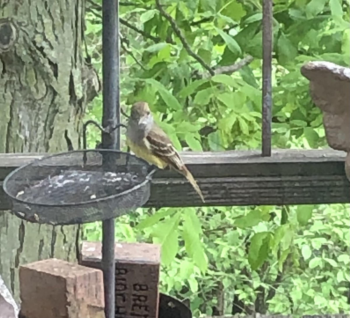 Great Crested Flycatcher - Delores Ranshaw