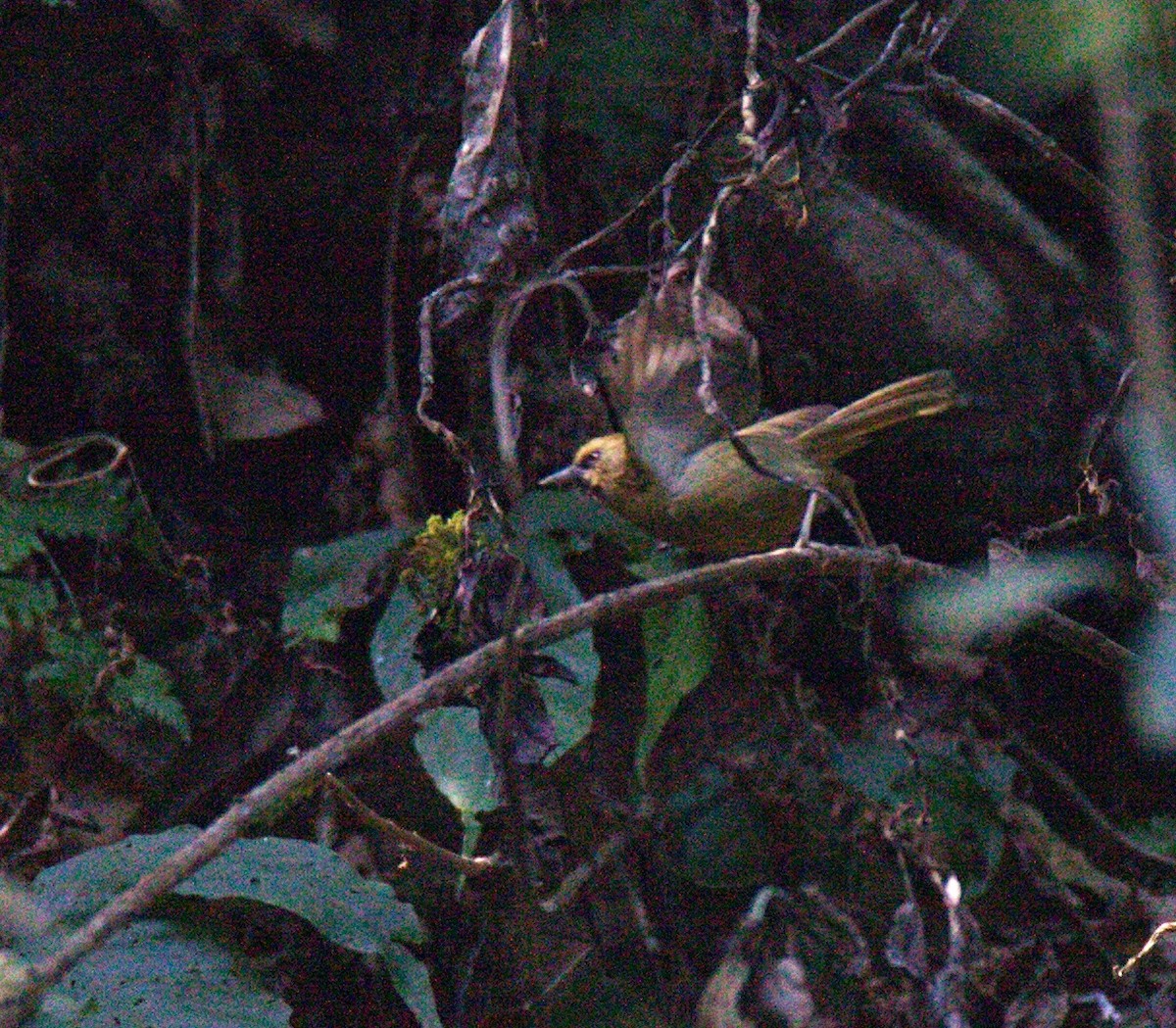 Black-chinned Babbler - ML341594691