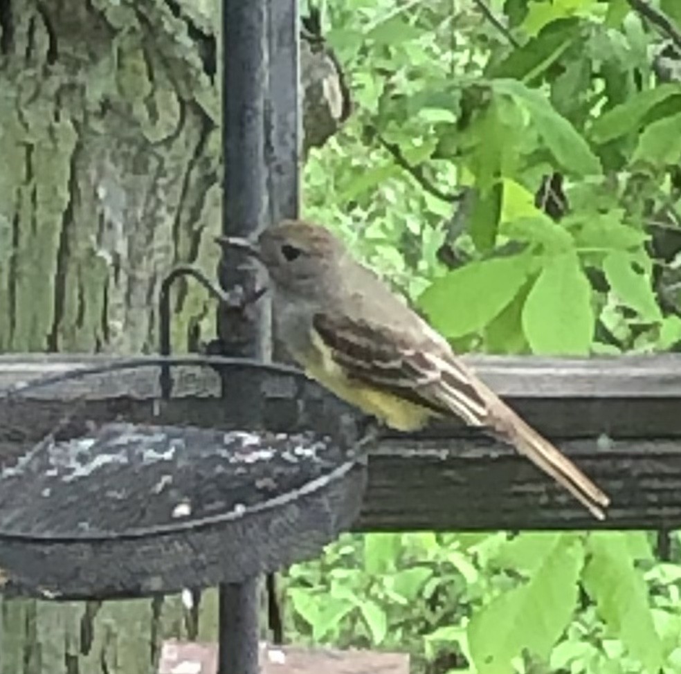 Great Crested Flycatcher - ML341594781