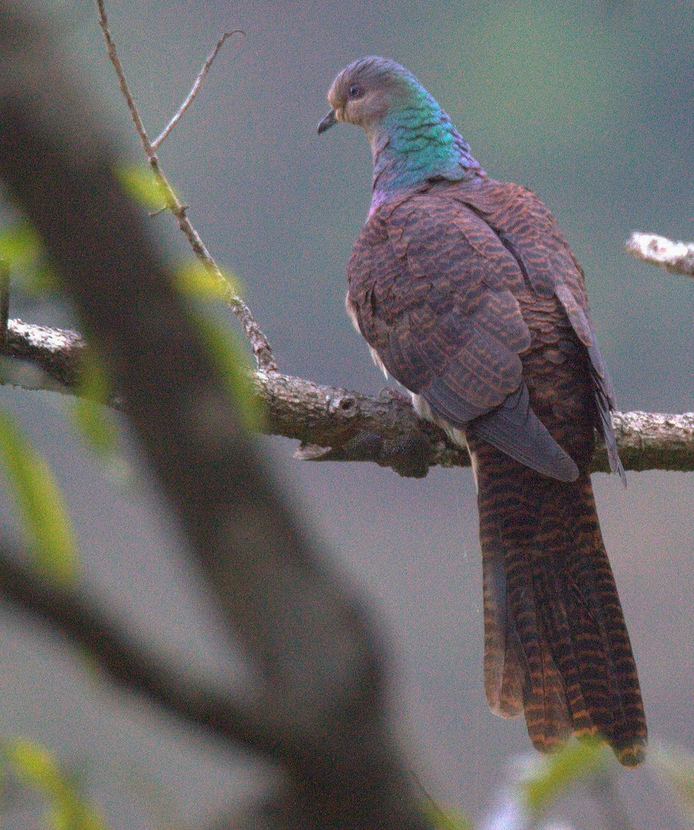 Barred Cuckoo-Dove - ML341595171