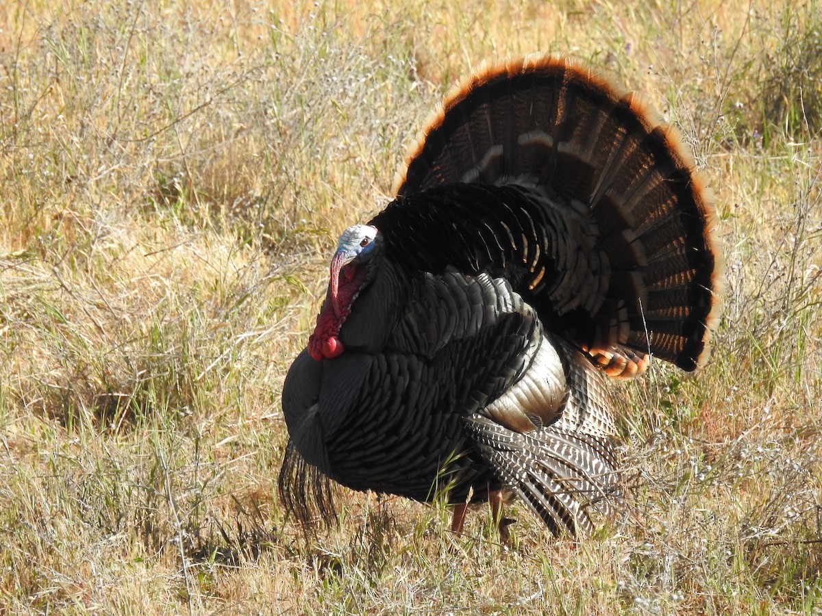 Wild Turkey - ML341595481