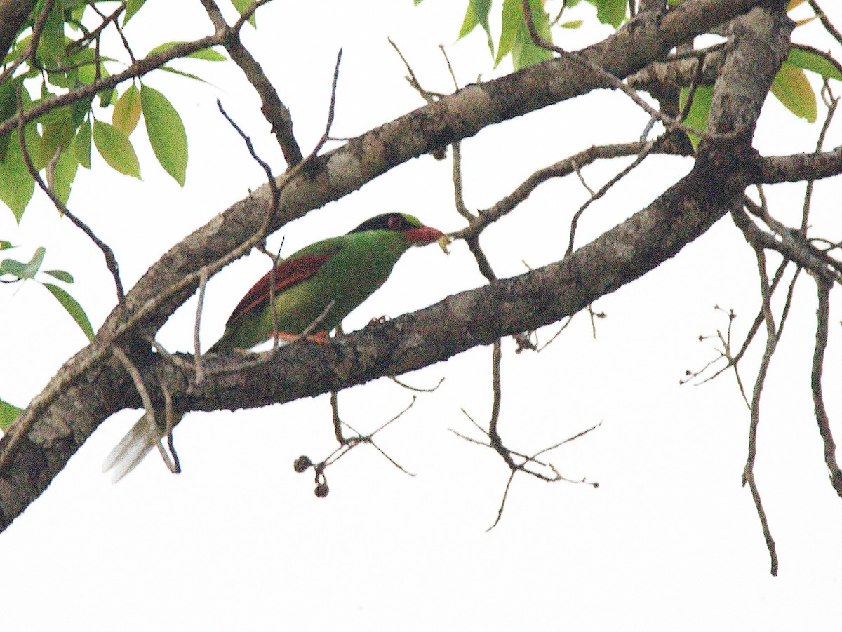 Common Green-Magpie - ML341595981