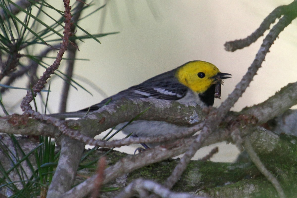 Hermit Warbler - ML34159601