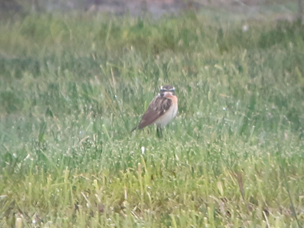 Whinchat - Dermot Breen