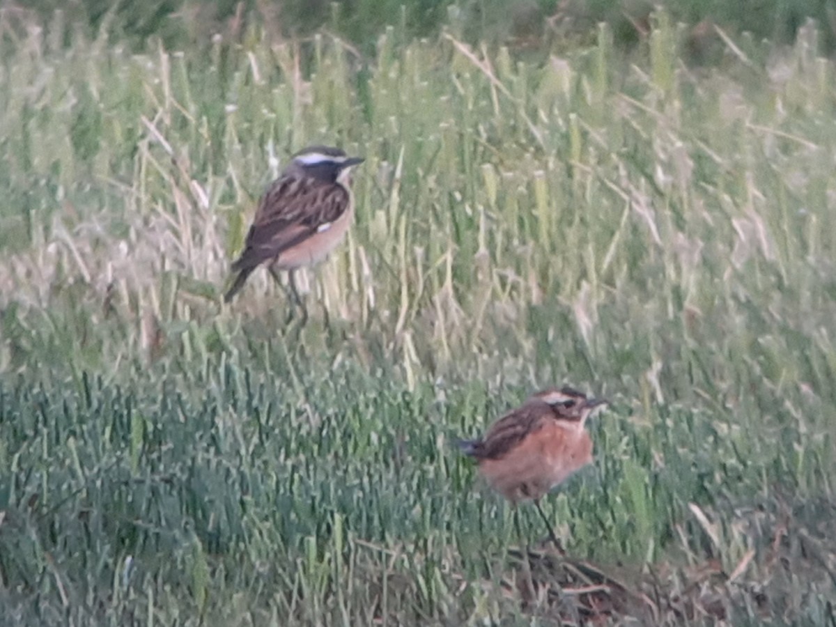 Whinchat - ML341596691