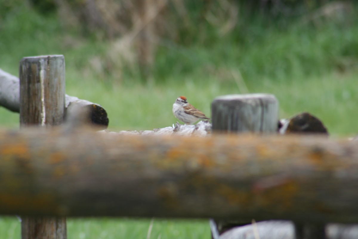 Chipping Sparrow - ML341598261