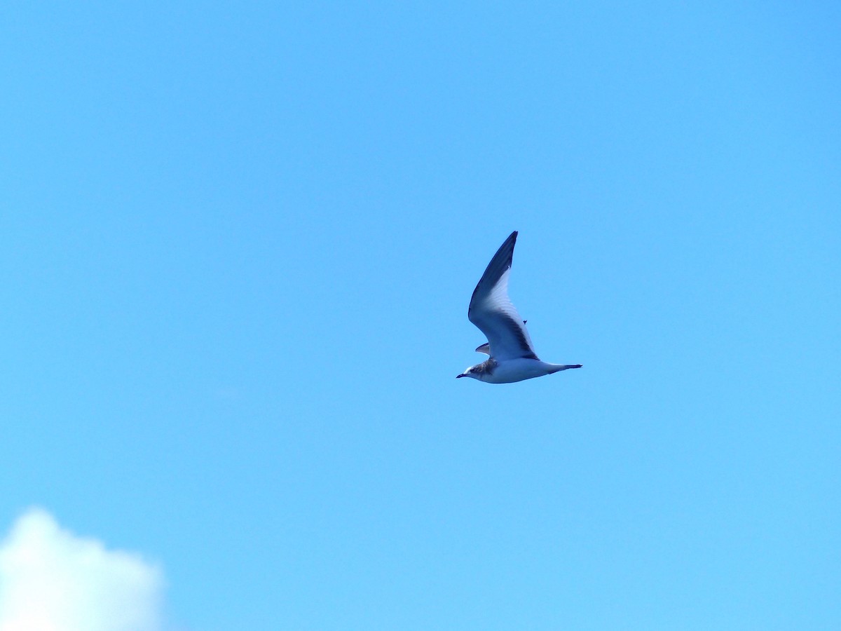 Sabine's Gull - Leslie Sours