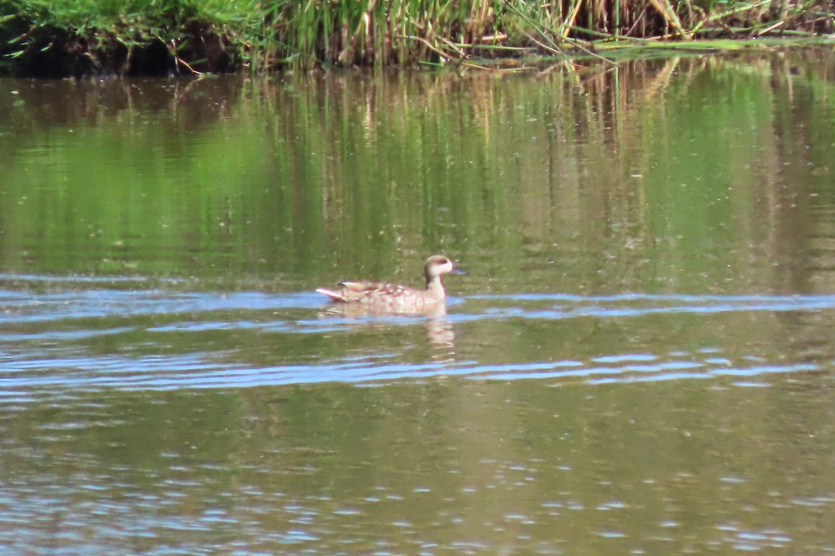 Marbled Duck - ML341598611