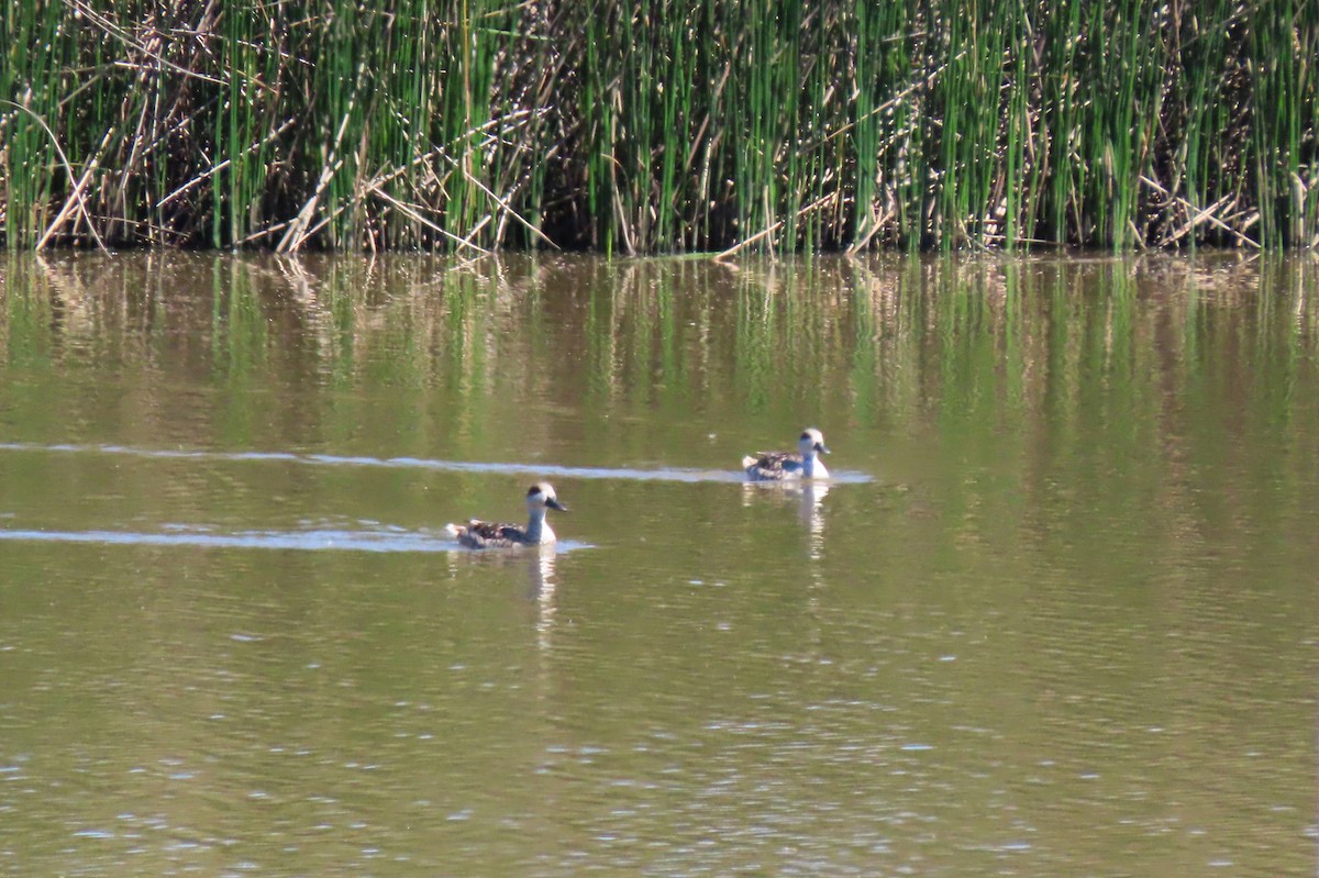 Marbled Duck - ML341598621