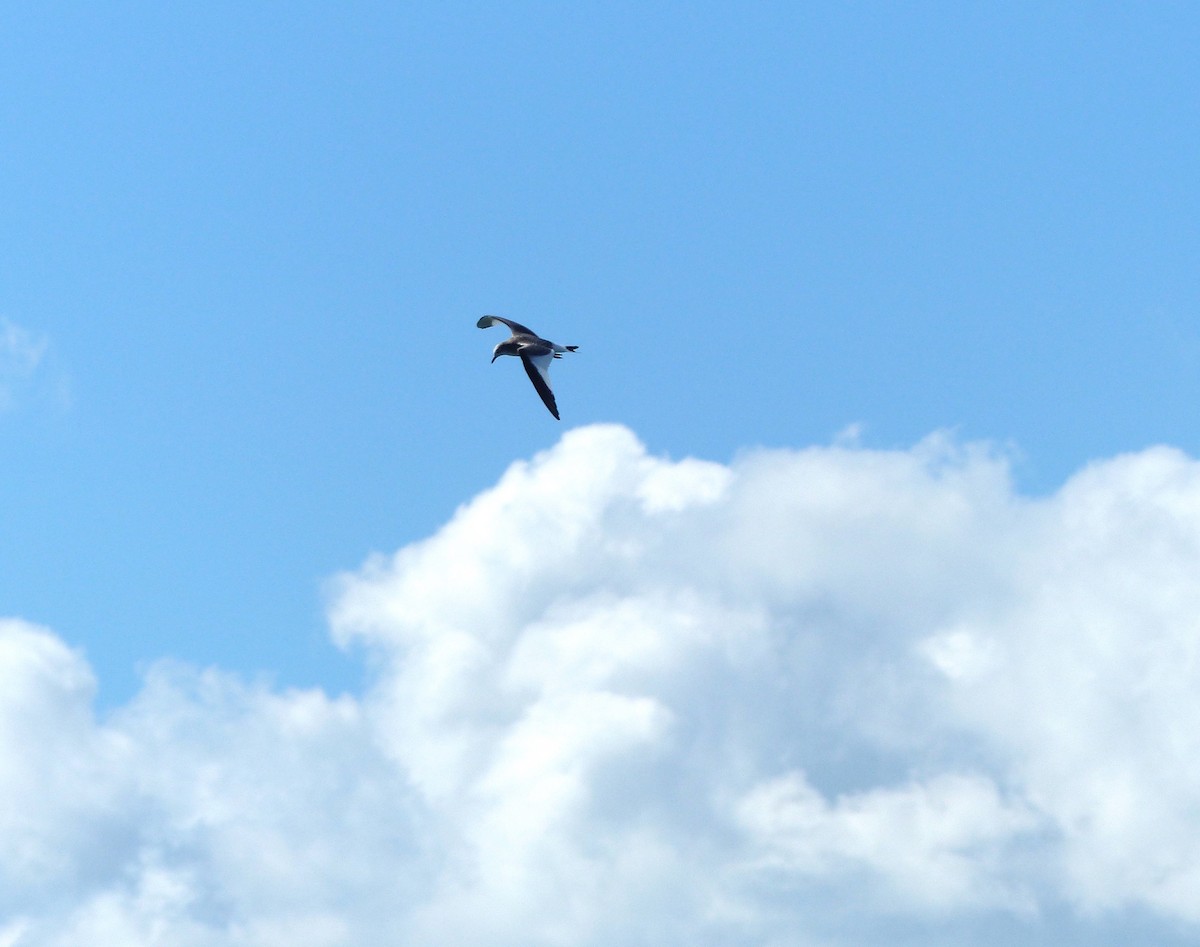 Sabine's Gull - ML34159881