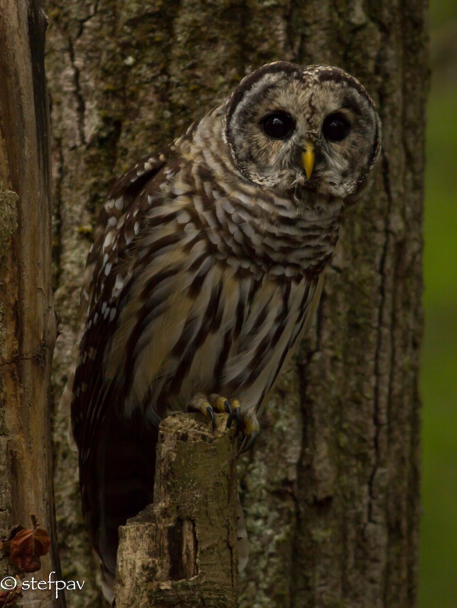 Barred Owl - Stefanie Paventy