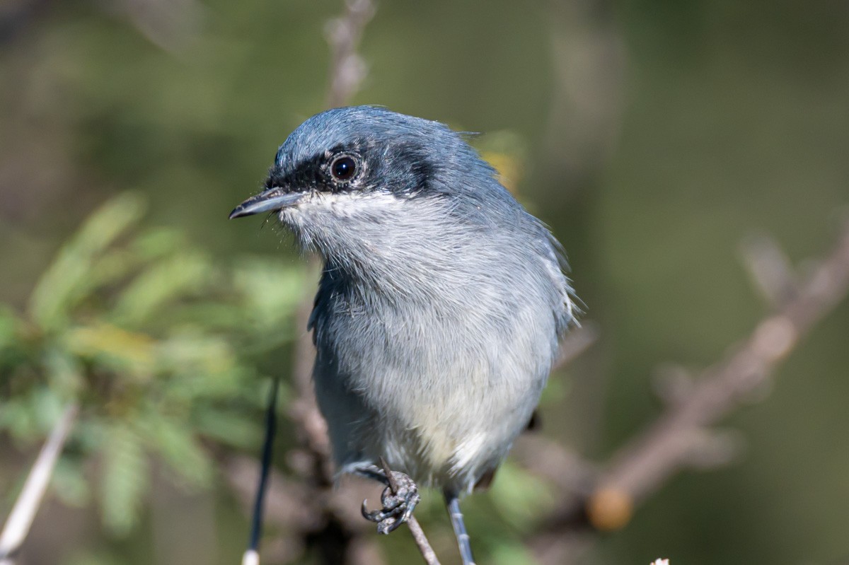 Masked Gnatcatcher - Victor Hugo Michelini