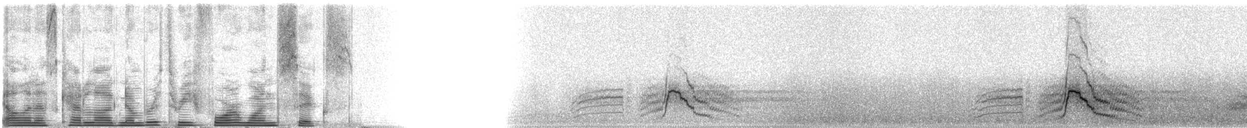 Eurasian Wigeon - ML3416
