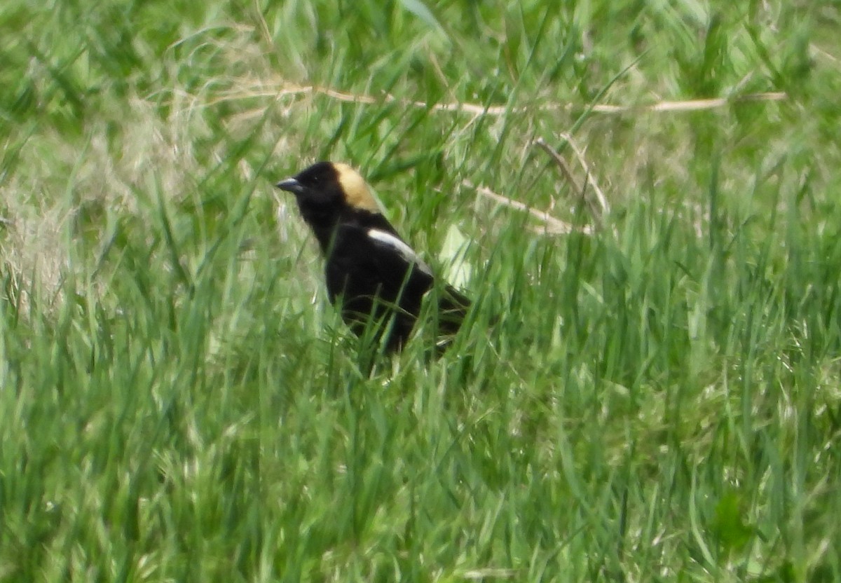 Bobolink - ML341600001