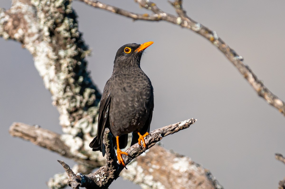 Chiguanco Thrush - ML341600041