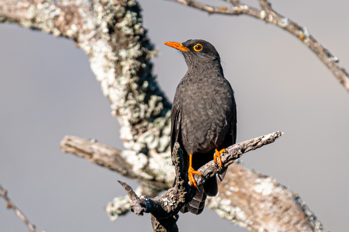 Chiguanco Thrush - ML341600071