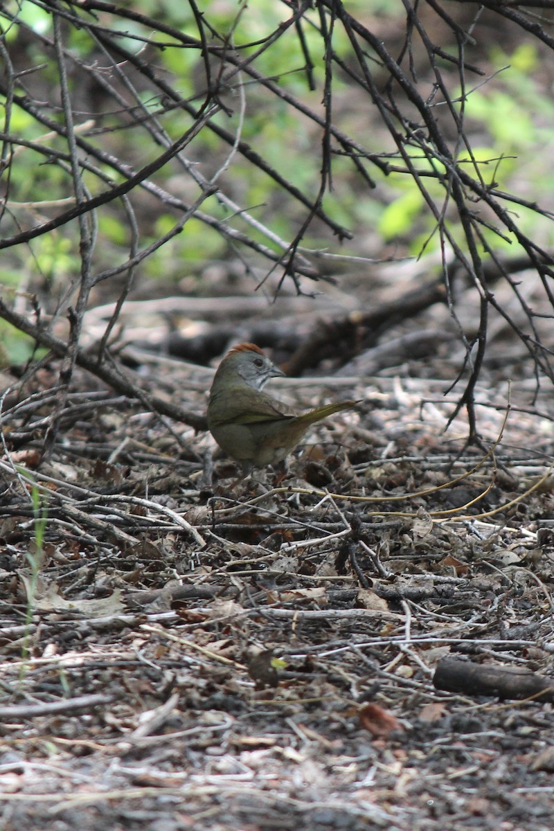 Green-tailed Towhee - ML341600231
