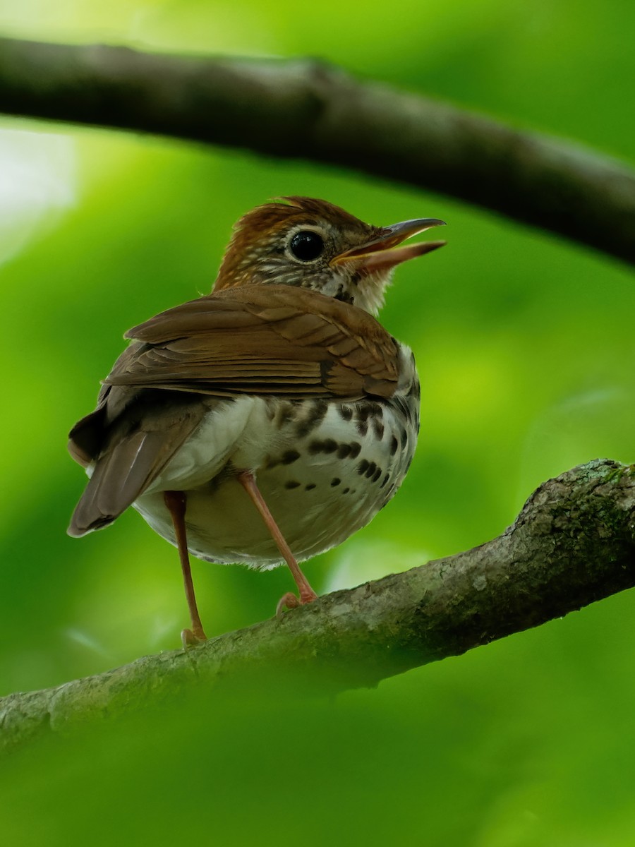 Wood Thrush - ML341600301