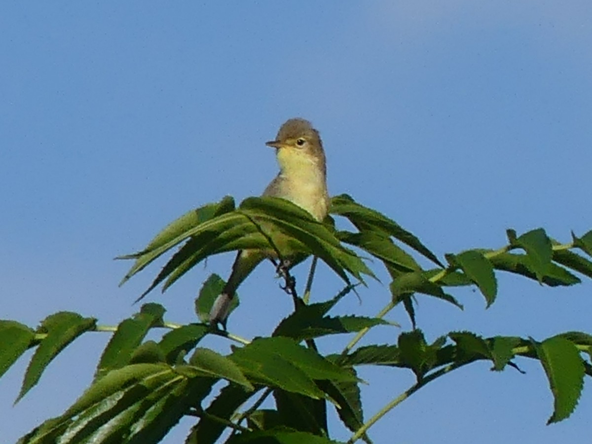 Melodious Warbler - ML341600671