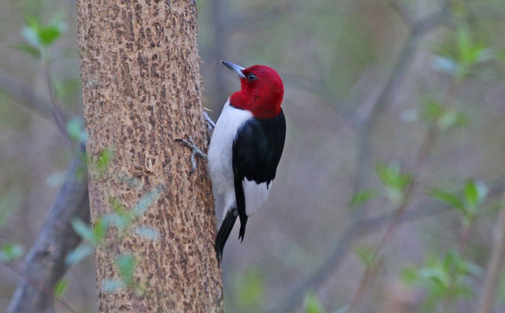 Red-headed Woodpecker - ML34160081