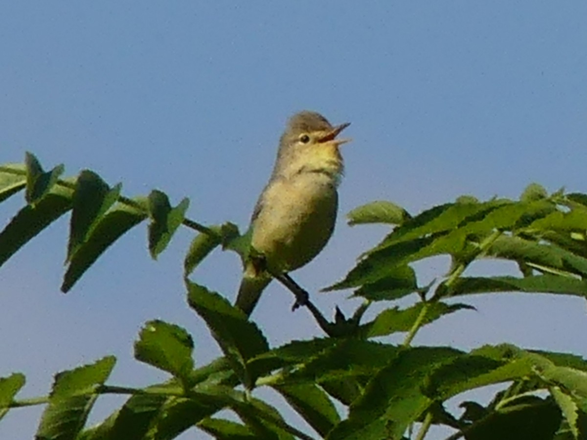 Melodious Warbler - ML341600971