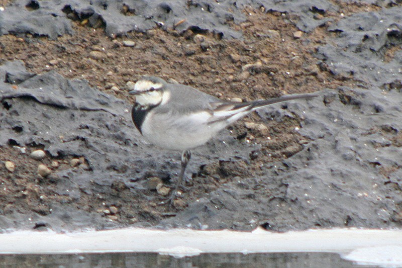 White Wagtail (Black-backed) - ML34160201