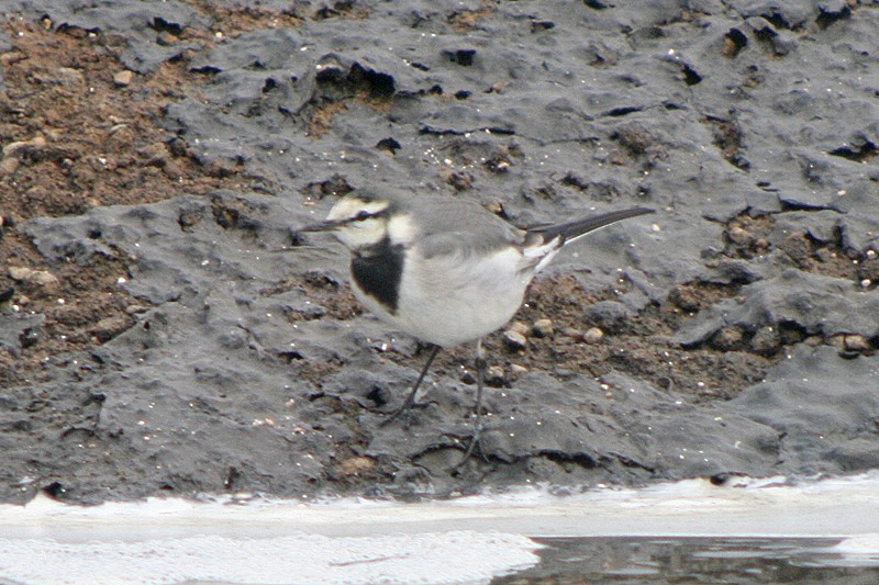 White Wagtail (Black-backed) - ML34160221