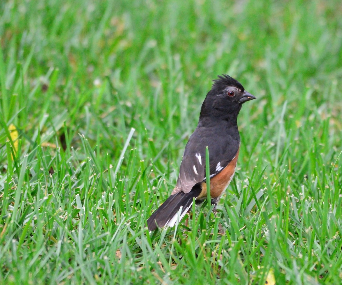 Eastern Towhee - ML34160321