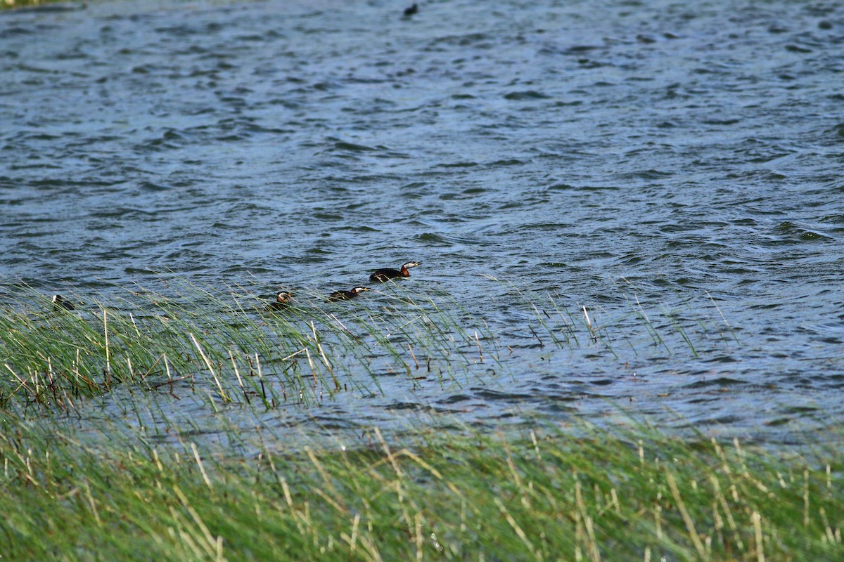 Red-necked Grebe - ML341604021